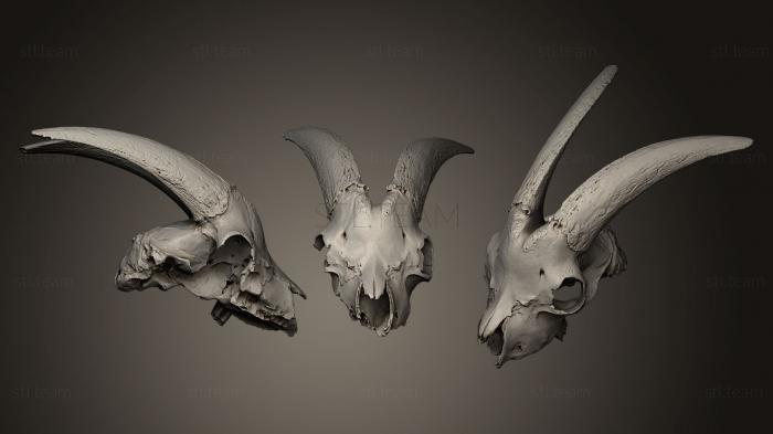Маски и морды животных Goat cranium